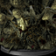 Ach icon 16