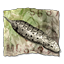 Ach icon 43