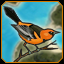 Ach icon 10